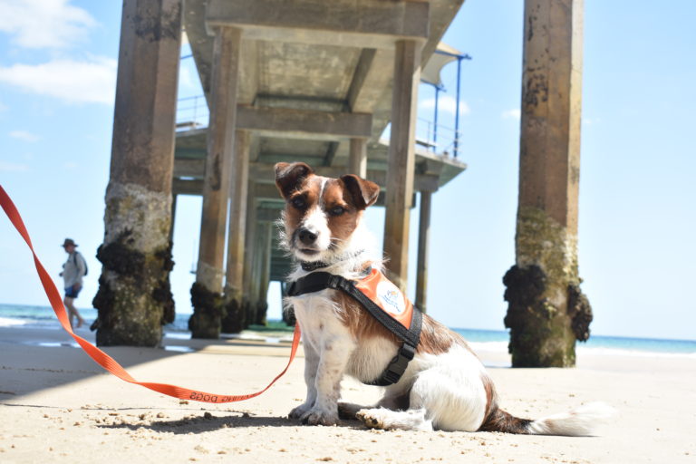 Australian Lions Hearing Dogs (ALHD) - accredited ALHD dog, Lucky, on the beach under a jetty